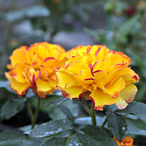 Shop - Rosa Surprise Party™ - gelb - rot - floribundarosen - diskret duftend - Robert G. Jelly - Grell gelbe Blüten, kontinuierlich, gruppenweise blühend, gute Beetrose.